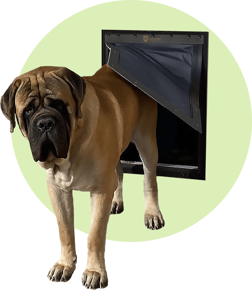 Mastiff exiting RANGER insulated dog door