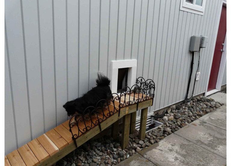 Dog using wall mounted pet door, exterior view.